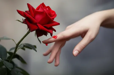 Illustration thorns - Image 1