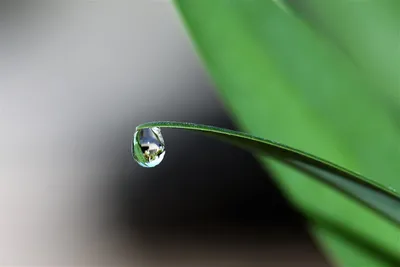 Illustration dewdrop - Image 2