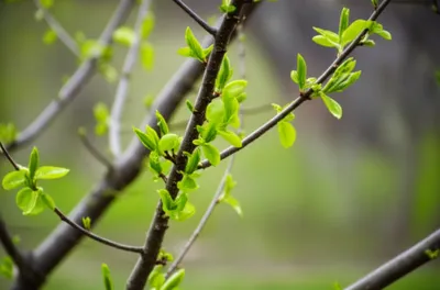 Illustration leafs - Image 1