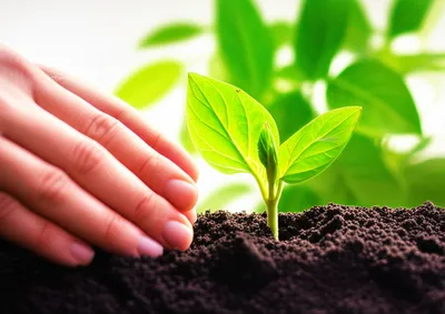 Illustration cultivation - Image 1