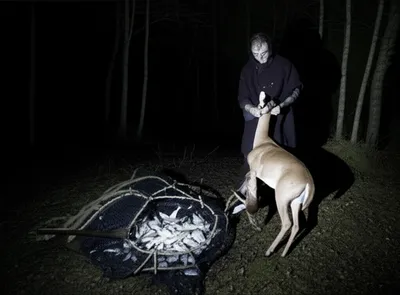 Illustration poached - Image 1