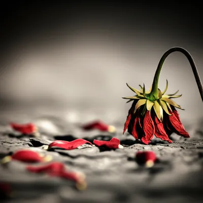 Illustration through - Image 1