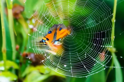 Illustration webs - Image 1