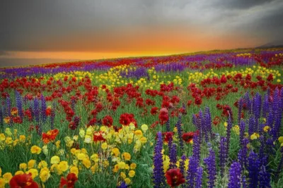 Illustration muddied - Image 1