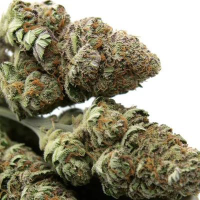 Illustration bud - Image 1