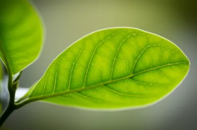 Illustration blades - Image 1