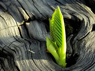 Hình ảnh minh họa budded - Ảnh 1