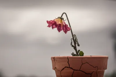 Illustration worsening - Image 1