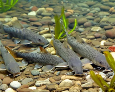 Illustration suckers - Image 1