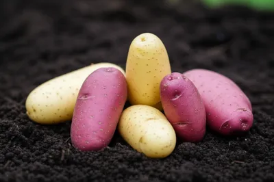 Illustration fingerlings - Image 1