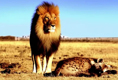 Illustration licks - Image 1