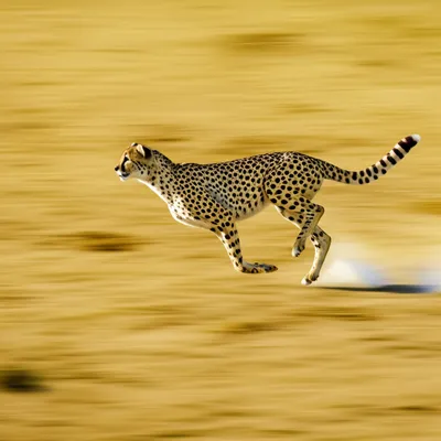 Illustration rips - Image 1