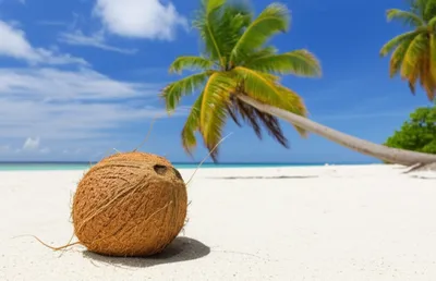 Illustration cocoa - Image 1