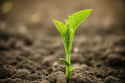 Illustration hame - Image 1