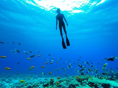 Illustration dives - Image 1