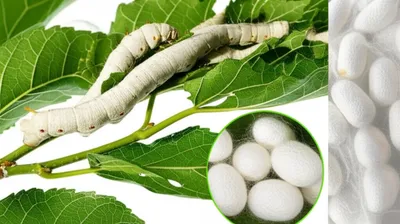 Illustration silkworm - Image 1