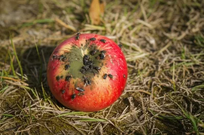 Illustration putrefied - Image 1