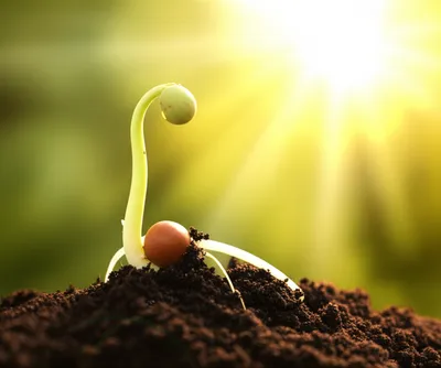 Illustration embryos - Image 1