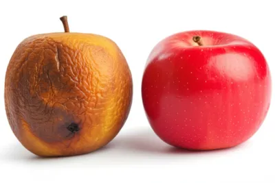 Illustration pair - Image 1