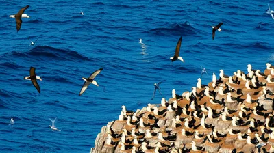 Illustration seabird - Image 1