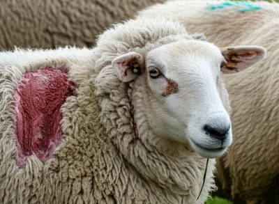 Illustration scabs - Image 1