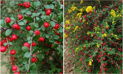 Illustration berberis