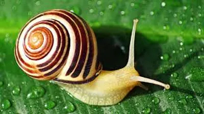 Illustration snail - Image 2