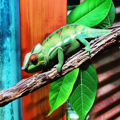 Illustration adaptable