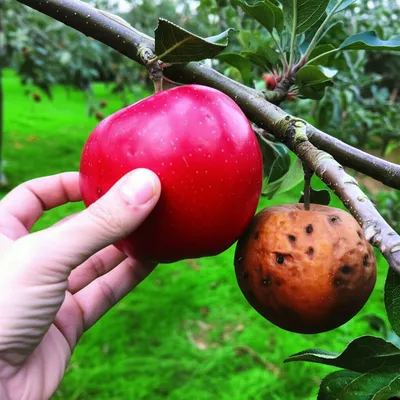 Illustration mistaking - Image 1