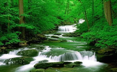 Illustration branches - Image 1