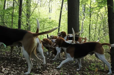 Illustration challenges - Image 1