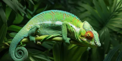 Hình ảnh minh họa acclimation - Ảnh 1