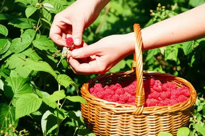 Illustration raspberries - Image 1