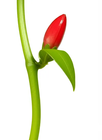 Illustration bracts - Image 1