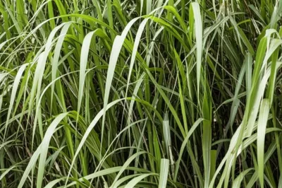 Illustration canebrake - Image 1