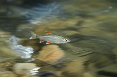 Illustration darts - Image 1