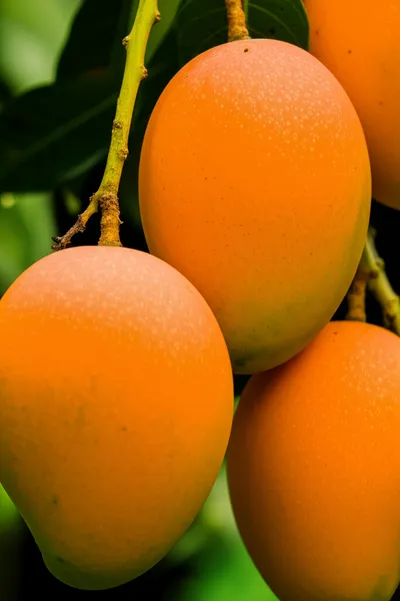 Illustration maturing - Image 2