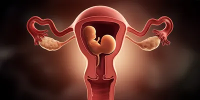 Illustration womb - Image 1