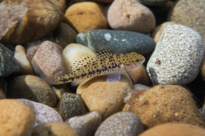 Illustration specks - Image 1