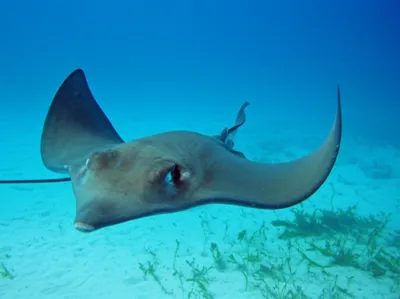 Illustration skates - Image 1