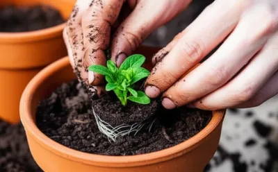 Illustration potted - Image 1