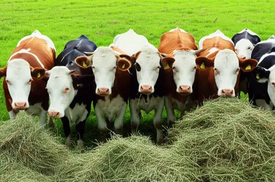 Illustration stalled - Image 1