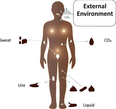 Hình ảnh minh họa excrete