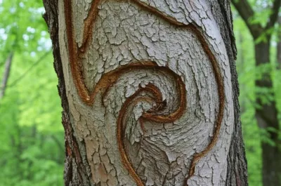 Illustration twisted - Image 1