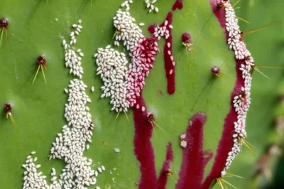 Illustration cochineal