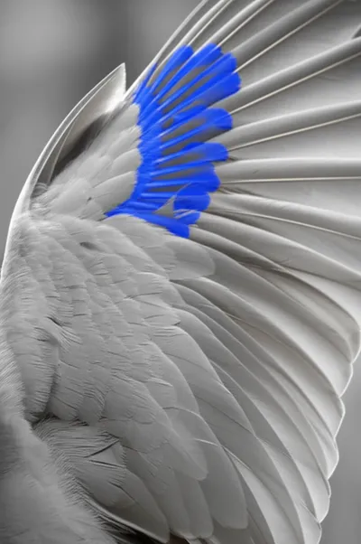 Hình ảnh minh họa secondaries