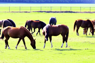 Illustration gelt - Image 1