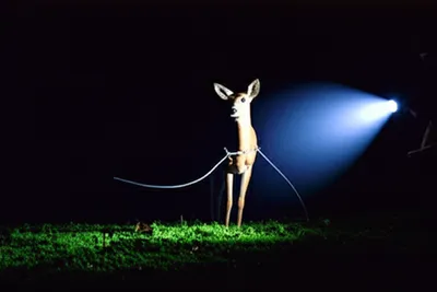 Illustration poaching - Image 1