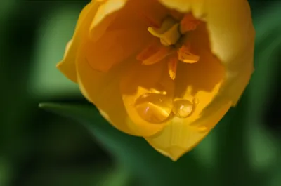 Hình ảnh minh họa receptacle - Ảnh 1