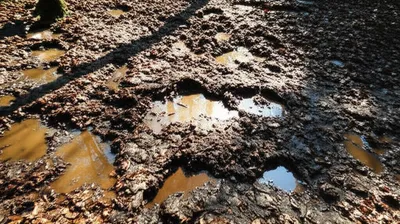 Illustration poaches - Image 1